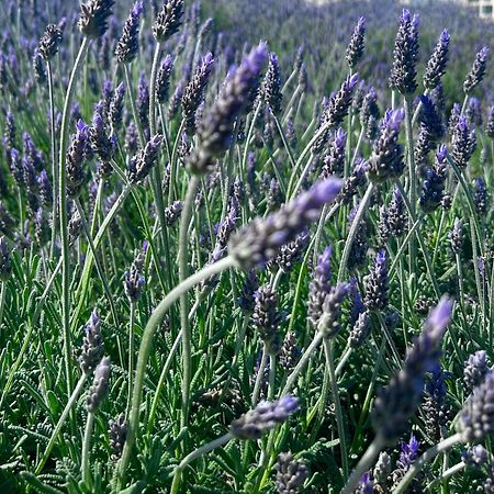 Pieds Dans L Eau Linges De Maison Inclus Empuriabrava Dış mekan fotoğraf
